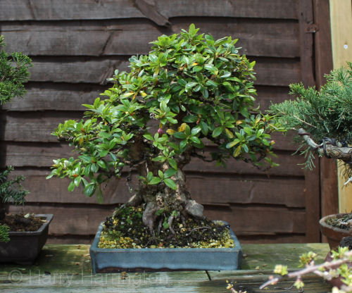azalea bonsai